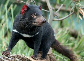 Tasmanian Devil