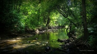 Wood River Stones Anatoliy Negelya Thickets Wallpaper