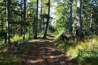 Walk In The Forest Wallpaper