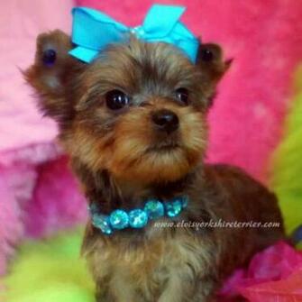 Teacup Yorkie Yorkshire Terrier