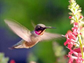 Pink Hummingbird Desktop Pc And Mac Wallpaper