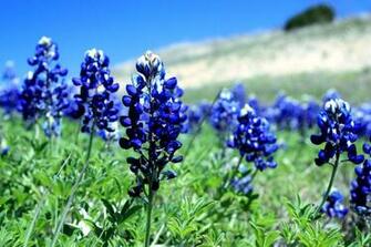 Bluebonnets Desktop Blue Bonnets