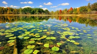 Pond Wallpaper HD