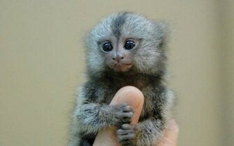 Finger Monkey