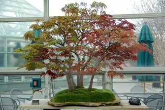 World S Smallest Plants Bonsai Trees Image Pictures HD Wallpaper