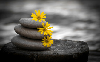 Still Life HD Wallpaper