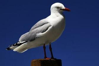 All Wallpaper Seagull Birds