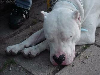 Dogo Argentino Wallpaper HD
