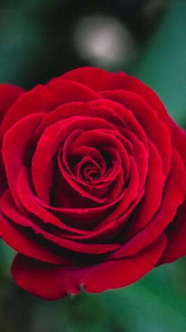 Charming Red Rose iPhone Wallpaper Idrop News
