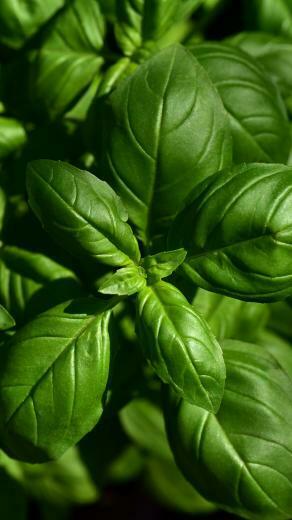 Wallpaper Basil Leaves Green Plant iPhone