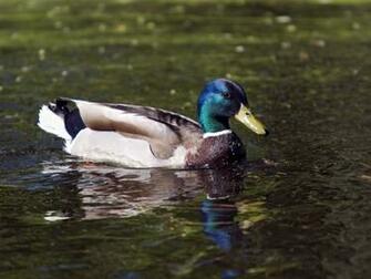 Duck Wallpaper Background