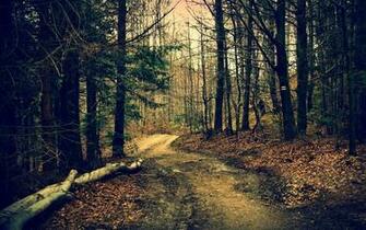 Forest Path Wallpaper HD Nature