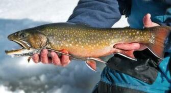 Brook Trout