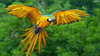 Parrot HD Wallpaper 1080p