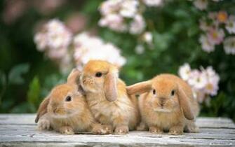 Rabbit Alone Wallpaper Desktop Wallpaperlepi