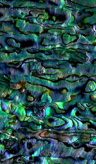Shell Wallpaper