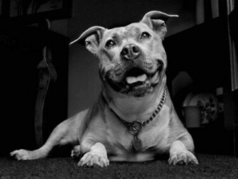 Pitbull Dog Wallpaper4 Jpg