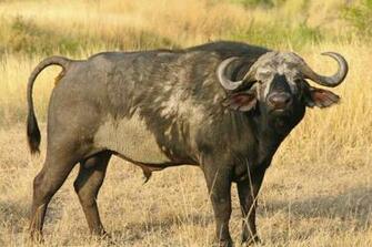 African Buffalo Wallpaper And Background Image Net