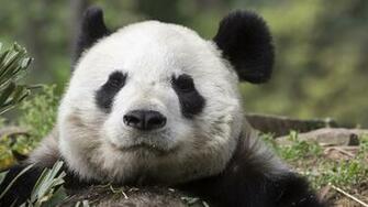 Giant Panda Wallpaper