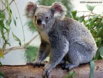 Koala Bear