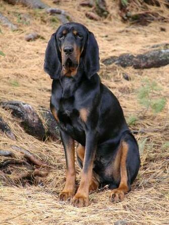 Best Redbone Coonhound Wallpaper Atl