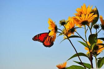 Butterfly Illinois 4k HD Desktop Wallpaper For Dual Monitor