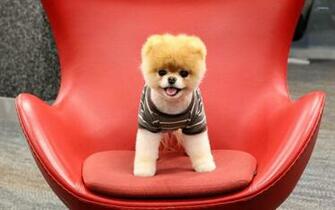 Pomeranian Puppy Wallpaper Animal