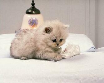 My Top Collection Cute Cats Wallpaper