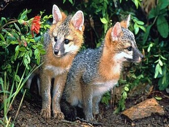 Gray Fox