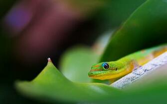 Cute Lizard Wallpaper Amazing
