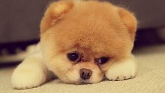 Cats And Dogs HD Wallpaper Pack Funmole