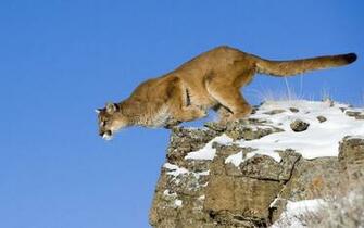 Fondo De Pantalla Puma HD