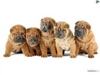 Shar Pei Wallpaper X Net