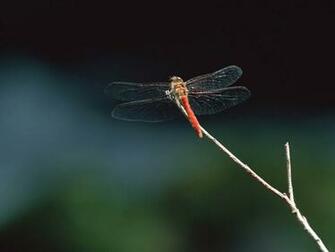 Wallpaper Dragonfly