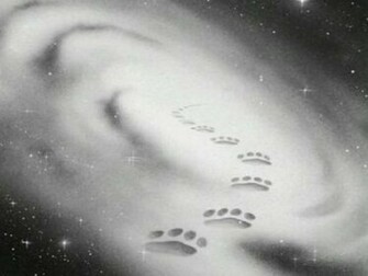 Warrior Cats Wallpaper Desktop