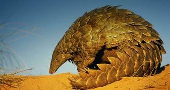 Photomonde Le Pangolin Un Fourmilier Recouvert D Cailles