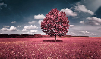 Beautiful Wallpaper