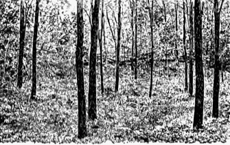Black Locust Clipart Wallpaper