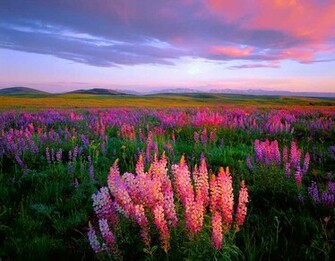 Field Of Flowers Wallpaper