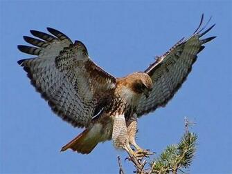 Red Tailed Hawk Buteo Jamaicensis Female Landing On The Top Of A