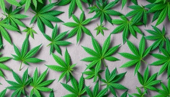 Marijuana Leaf Wallpaper