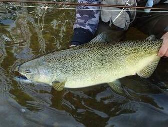 Chinook Salmon Run