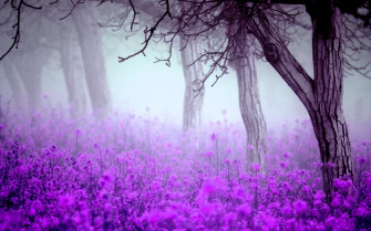 Beautiful Purple Desktop Wallpaper