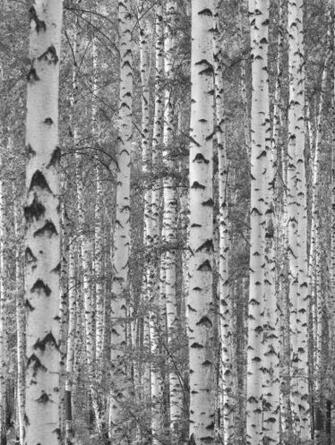 Black And White Birch Tree