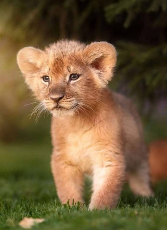 Baby Lion Wallpaper