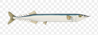 Atlantic Saury Png Image Wallpaper