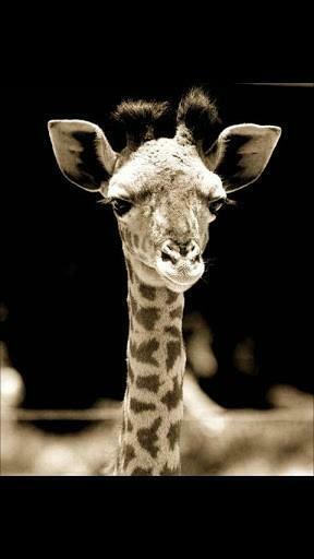 Bigger Baby Giraffe Wallpaper For Android Screenshot