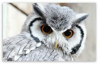 Cute Owl HD Desktop Wallpaper Widescreen High Definition