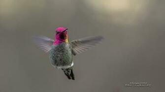 Wallpaper Birds Hummingbirds Flying Nature Background Car