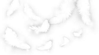 Best Feather Background